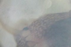 Eunice_Al_micro12