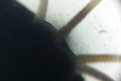 Eunice_Al_micro5