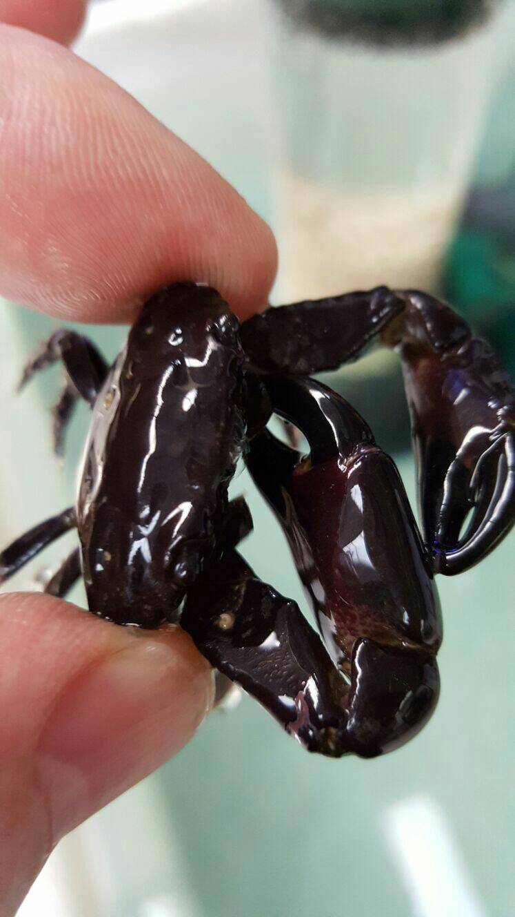 The Mitrax crab
