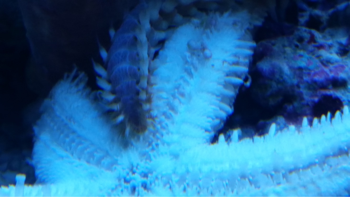 Hermodice carunculata