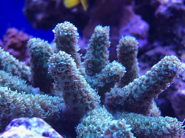 Zooxanthellae