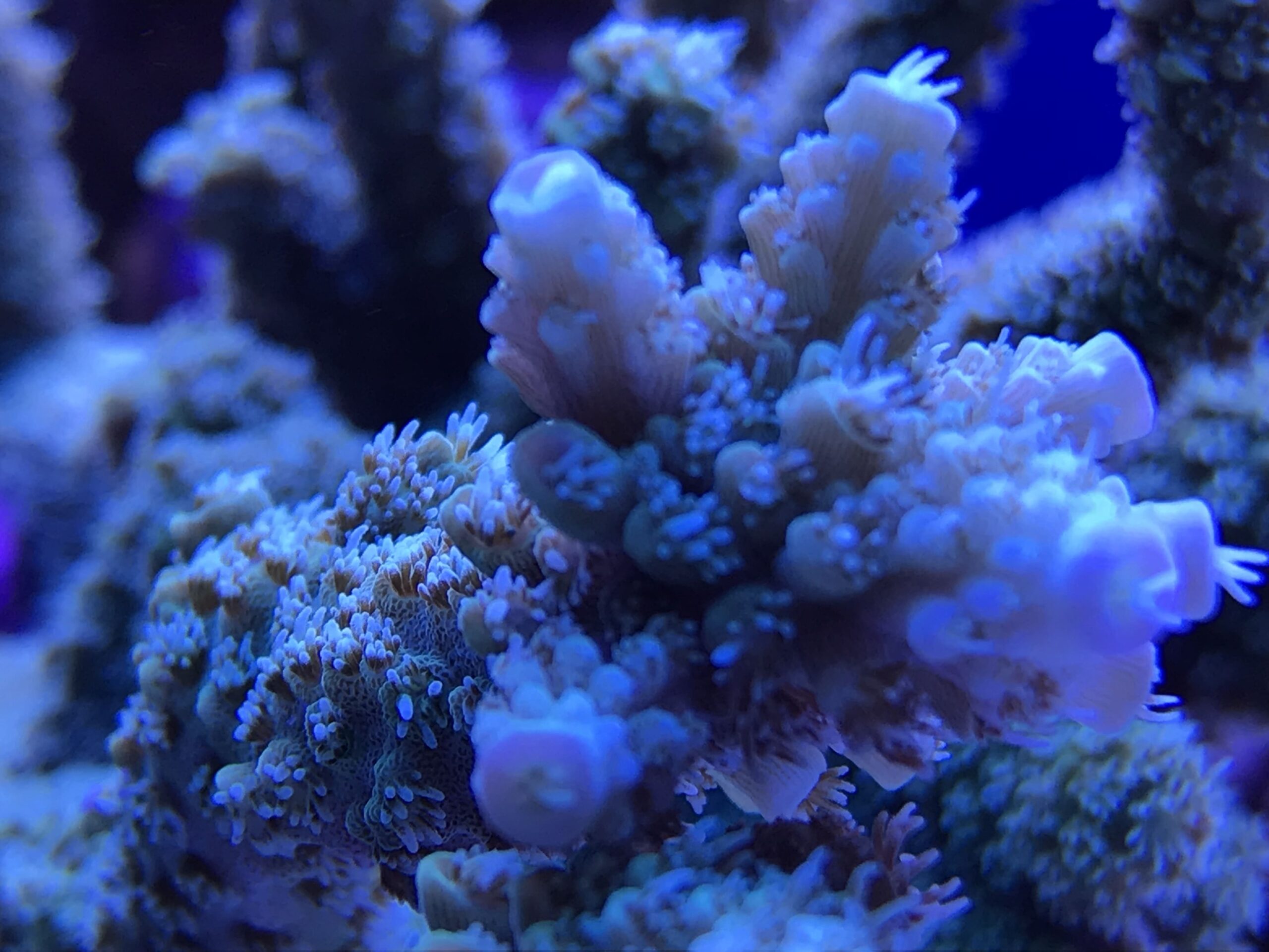 The triad in marine aquarium, what you need to know.