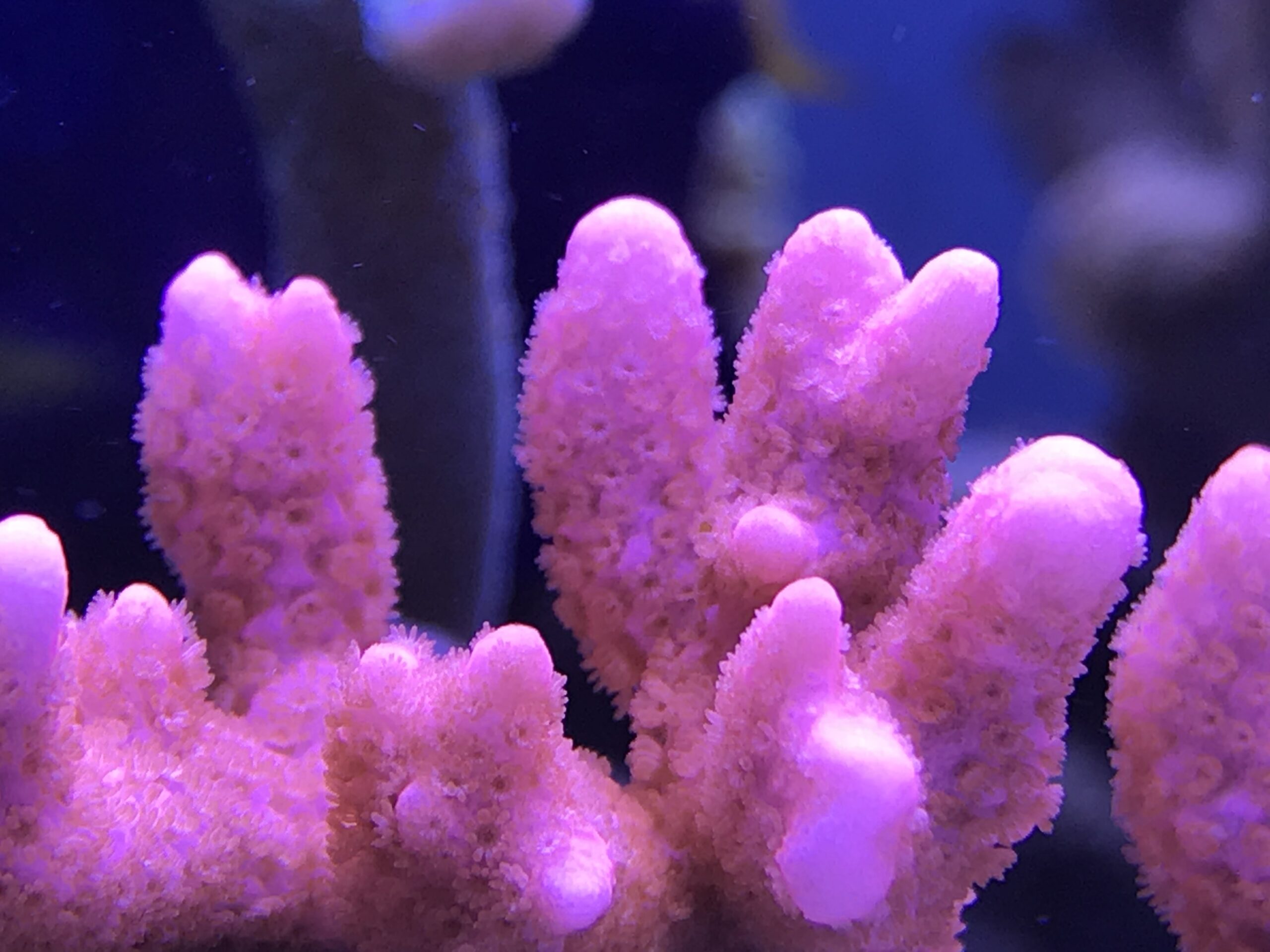 Coral coloration, some important points