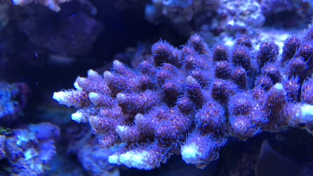Photo inspiration: Gallery Detail: Maintaining A Reef Aquarium The Importance Of Water Changes