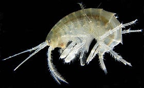 Copepods in Barrier Reef Marine Aquariums
