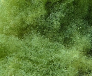 How to Combat Derbesia in a Reef Aquarium