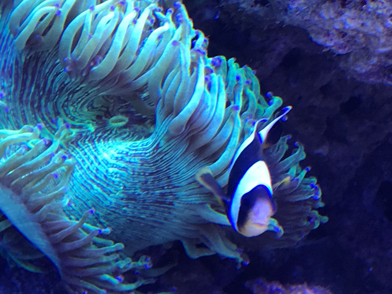 The Symbiosis of Clownfish