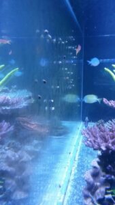 Glass_Reef_Tank