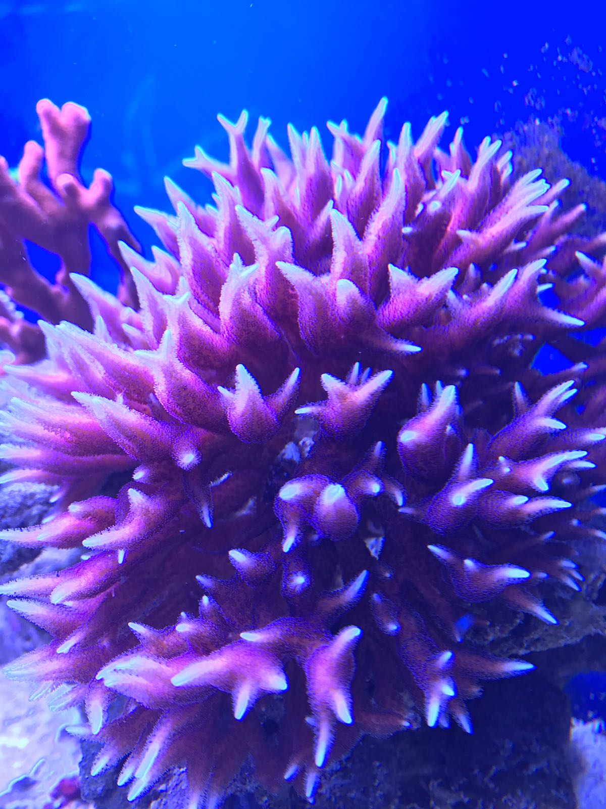 My Experience with Coral Growth in My Reef Aquarium