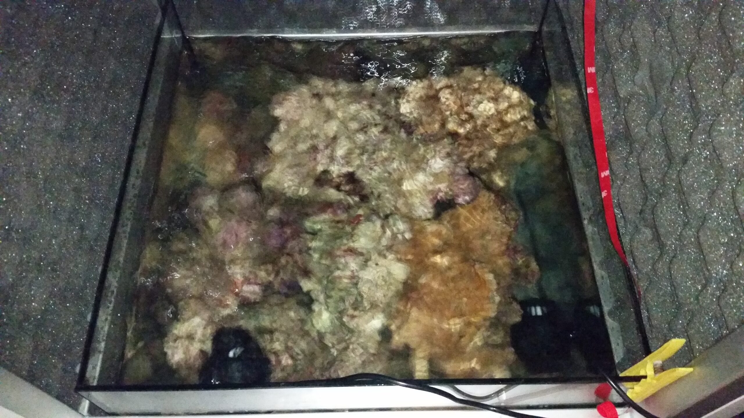 Live and Dead Rocks in a Marine Reef Tank