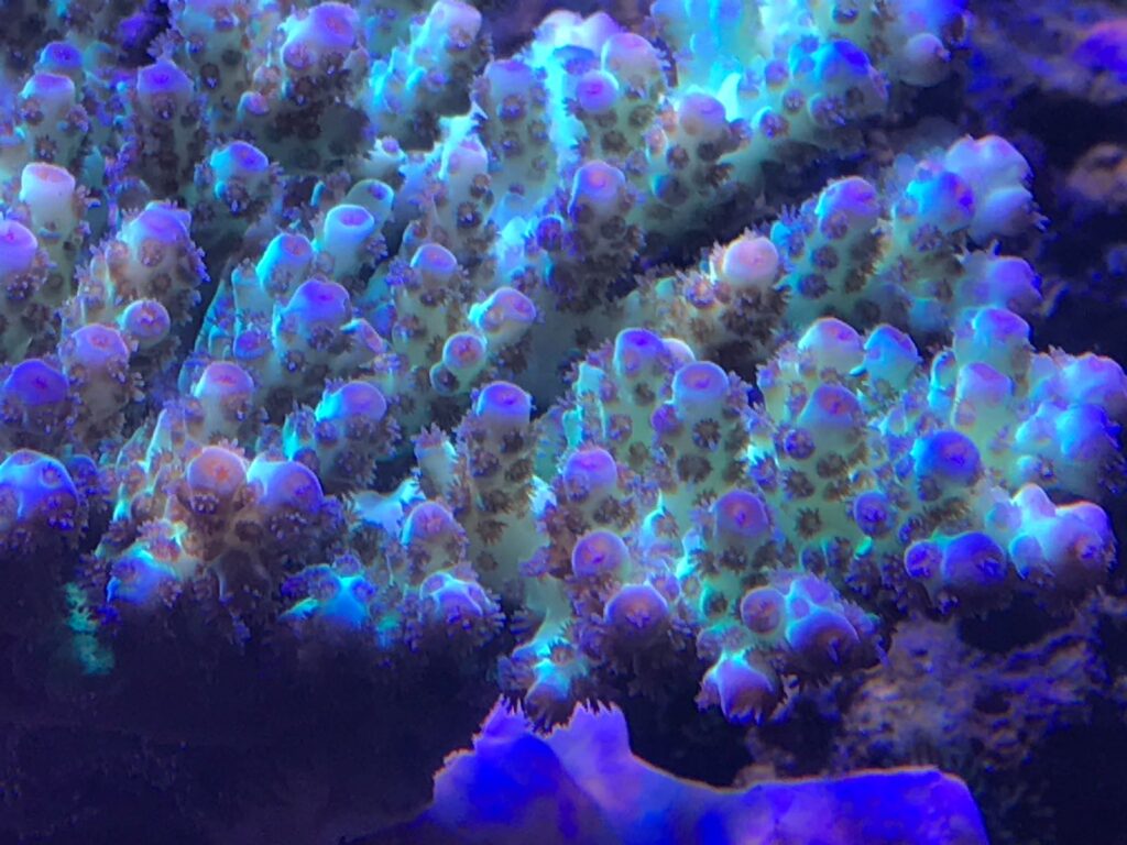SPS after 2 years of Phyto