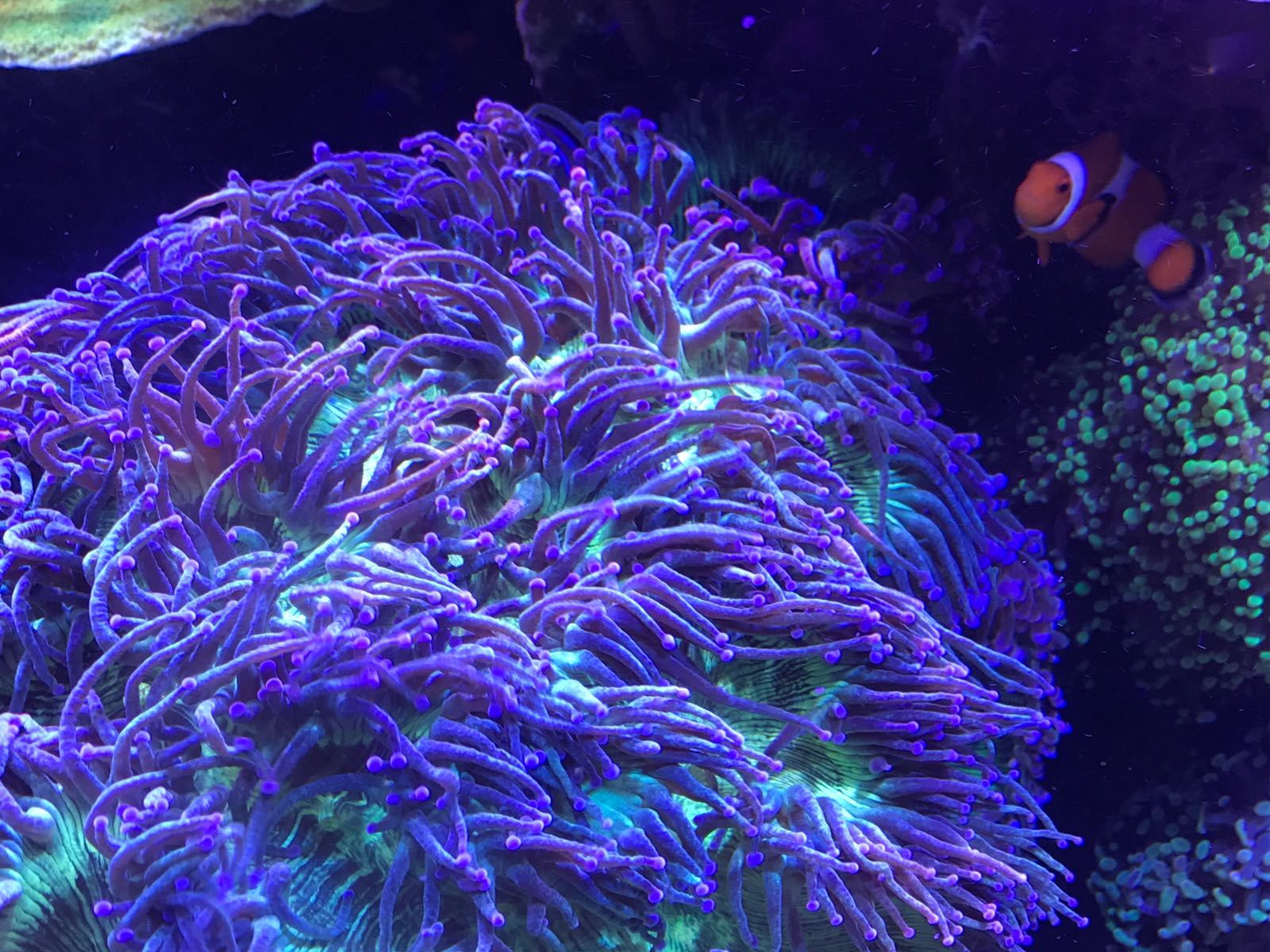 Clownfish and their symbiotic relationships in a Barrier Reef Marine Aquarium
