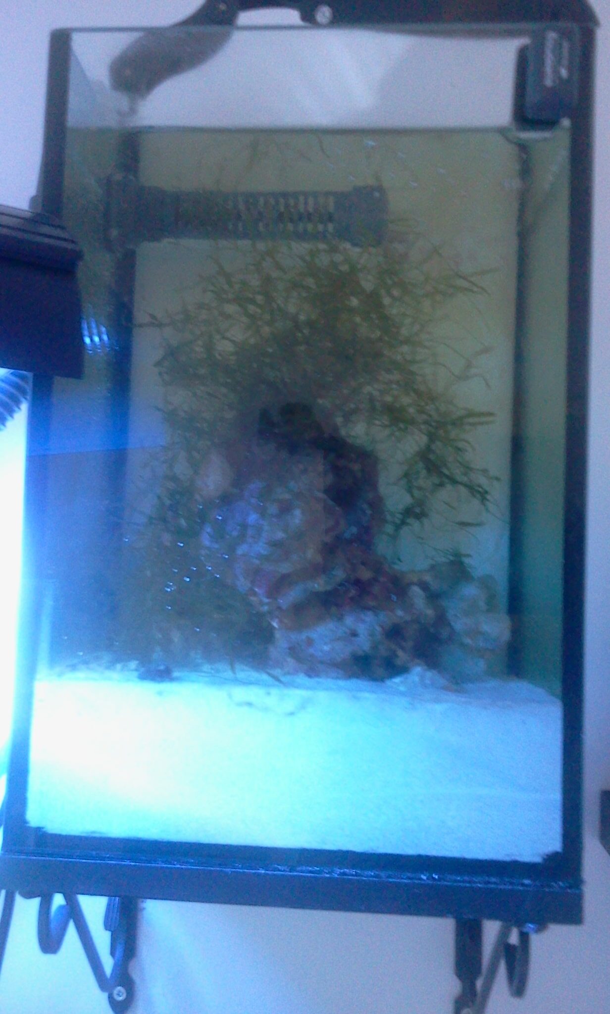 The Benefits of Incorporating a Refugium