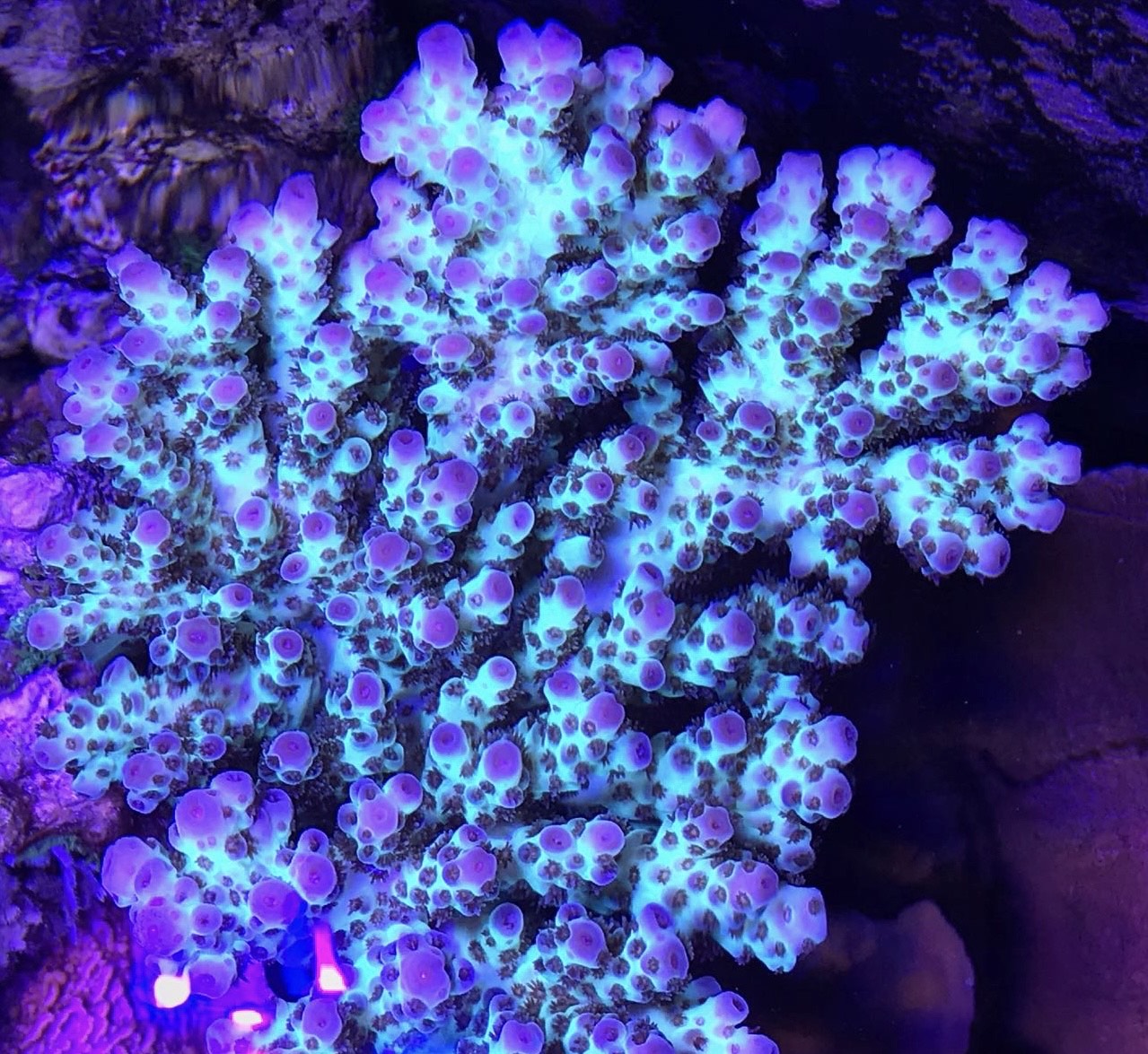 Essential Water Parameters in a Reef Aquarium