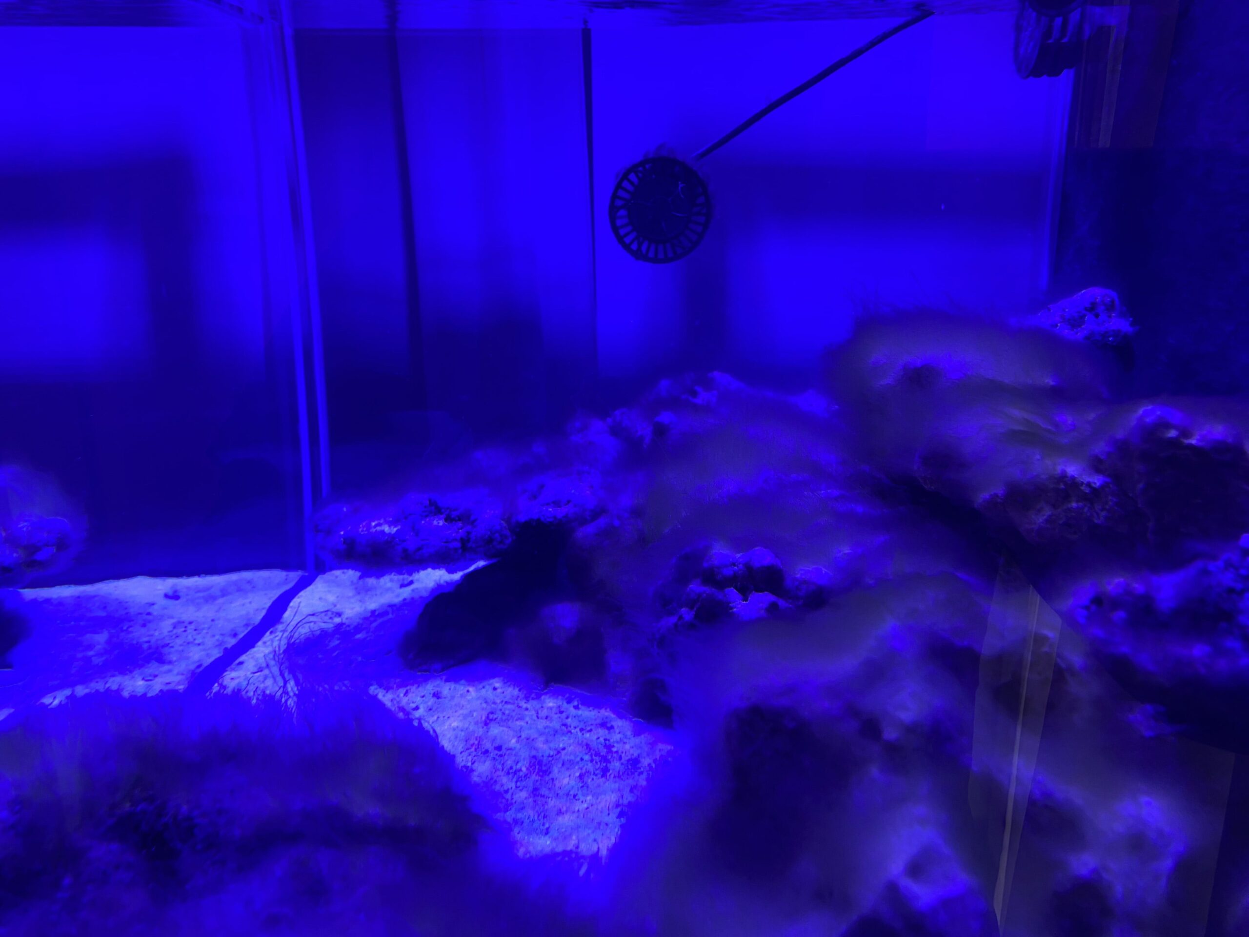 Setting Up and Maturing a Reef Aquarium with the DSB Method